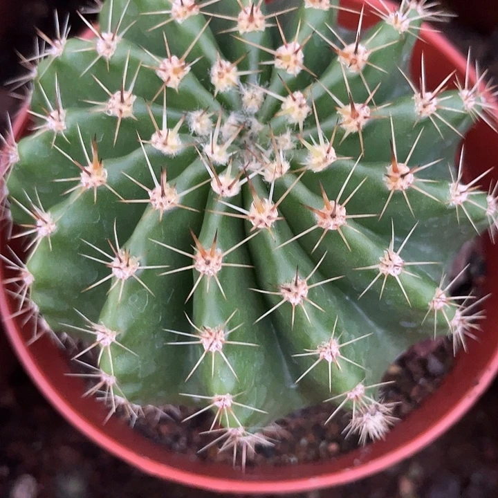 48号实生彩草带盆土