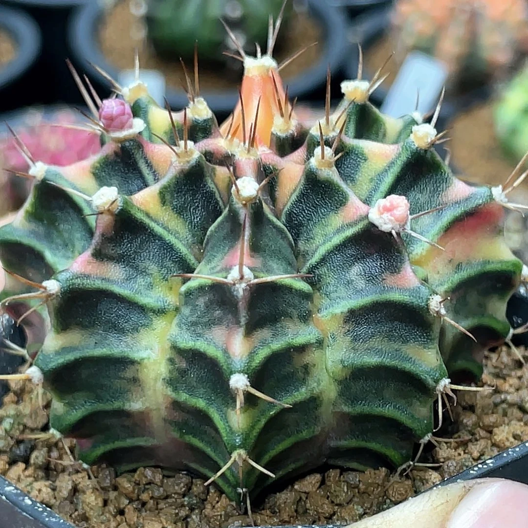 当前无花朵，栽培后可花朵