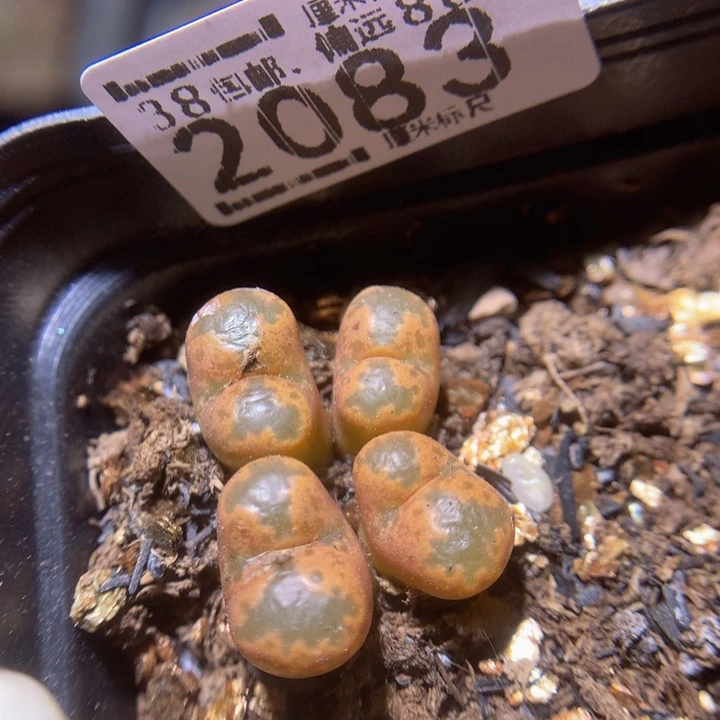 Sss精品生石花2083