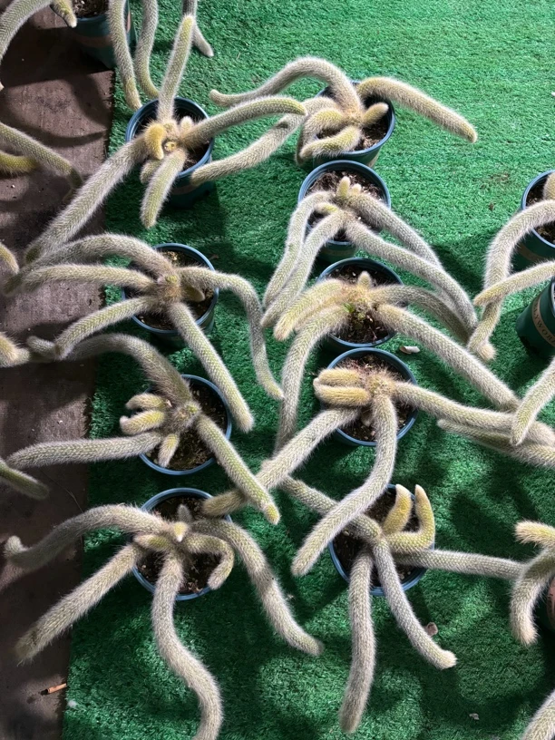 九尾狐植物，盆栽多肉植物（无售后）