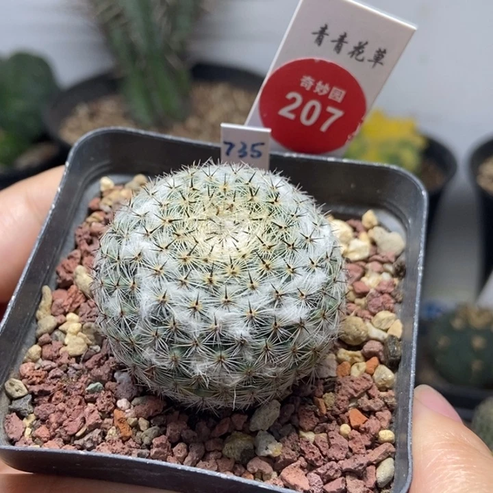 自根雪顶恋山彦4.1cm
