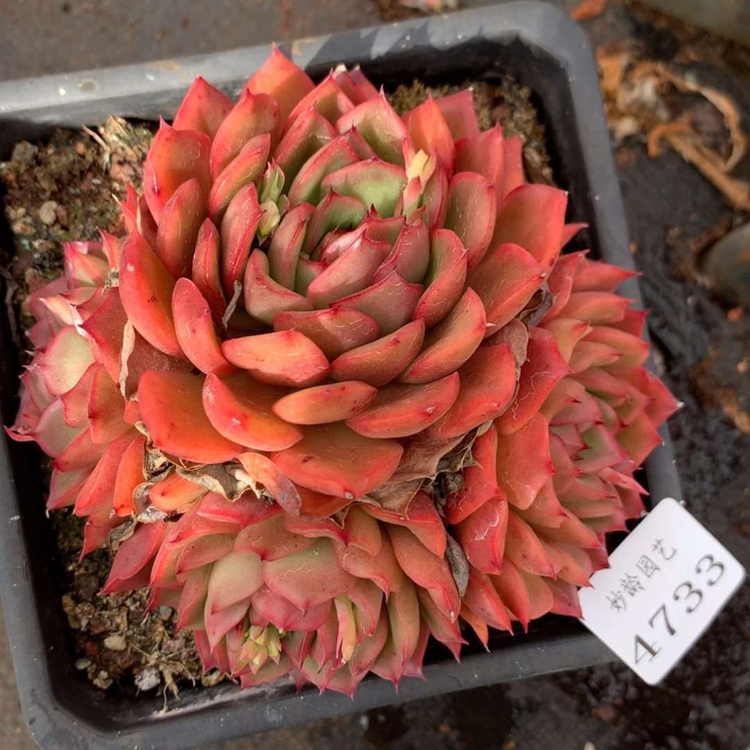 4733杂交多肉植物