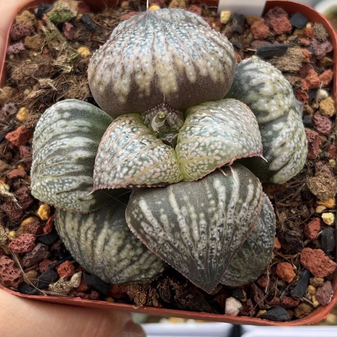 19丸叶白泽青蟹哈哈哈哈哈哈