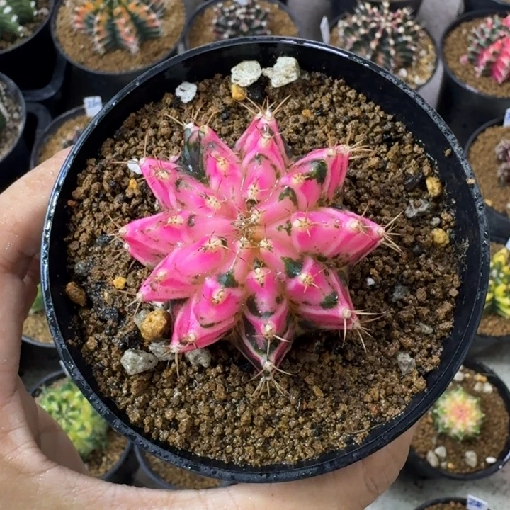 磨砂玻璃侧芽福利