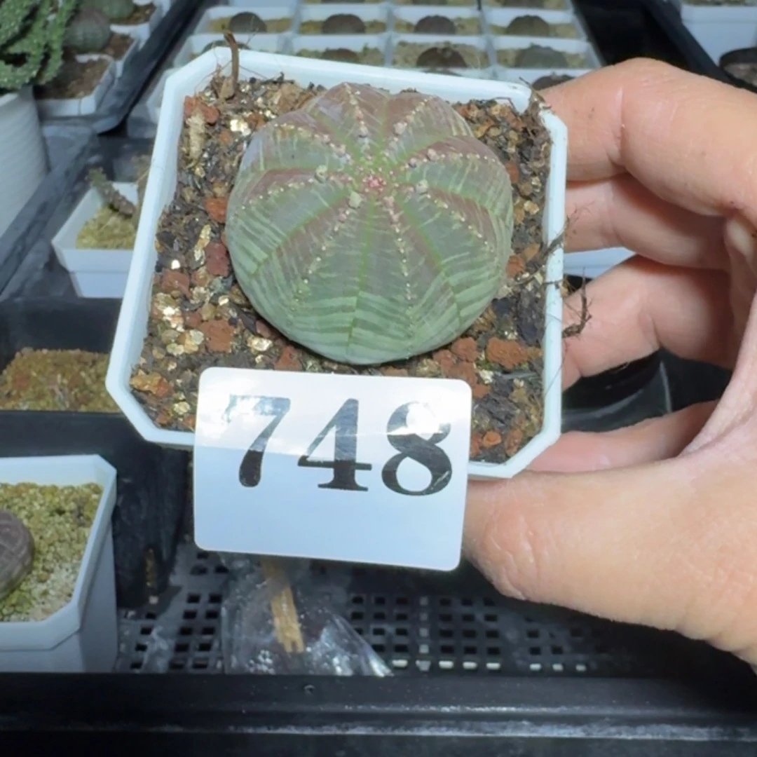 布纹球多肉植物一物一拍