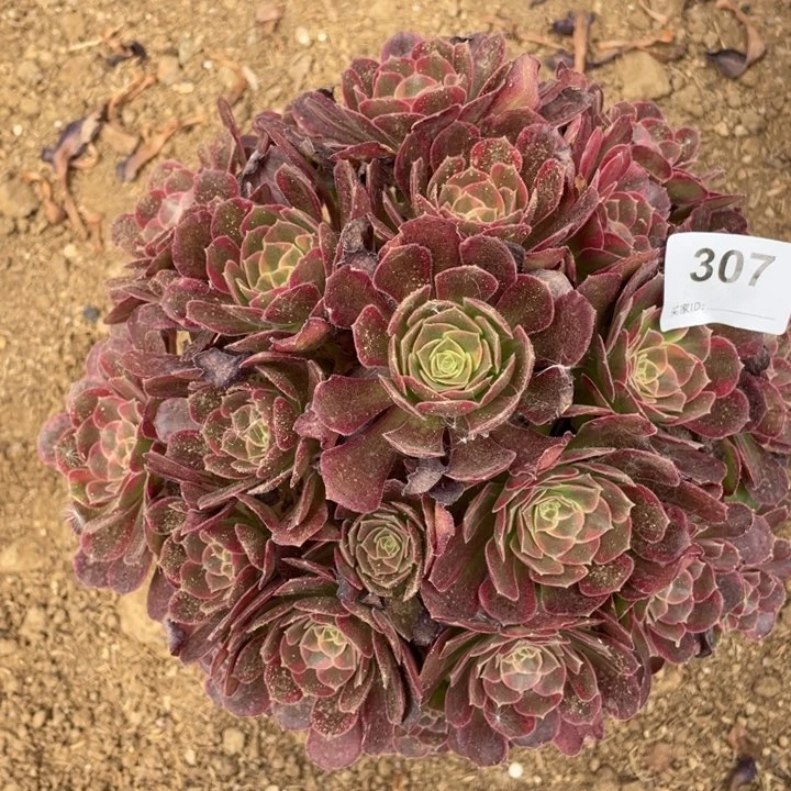 爱***儿307多肉植物安娜植物