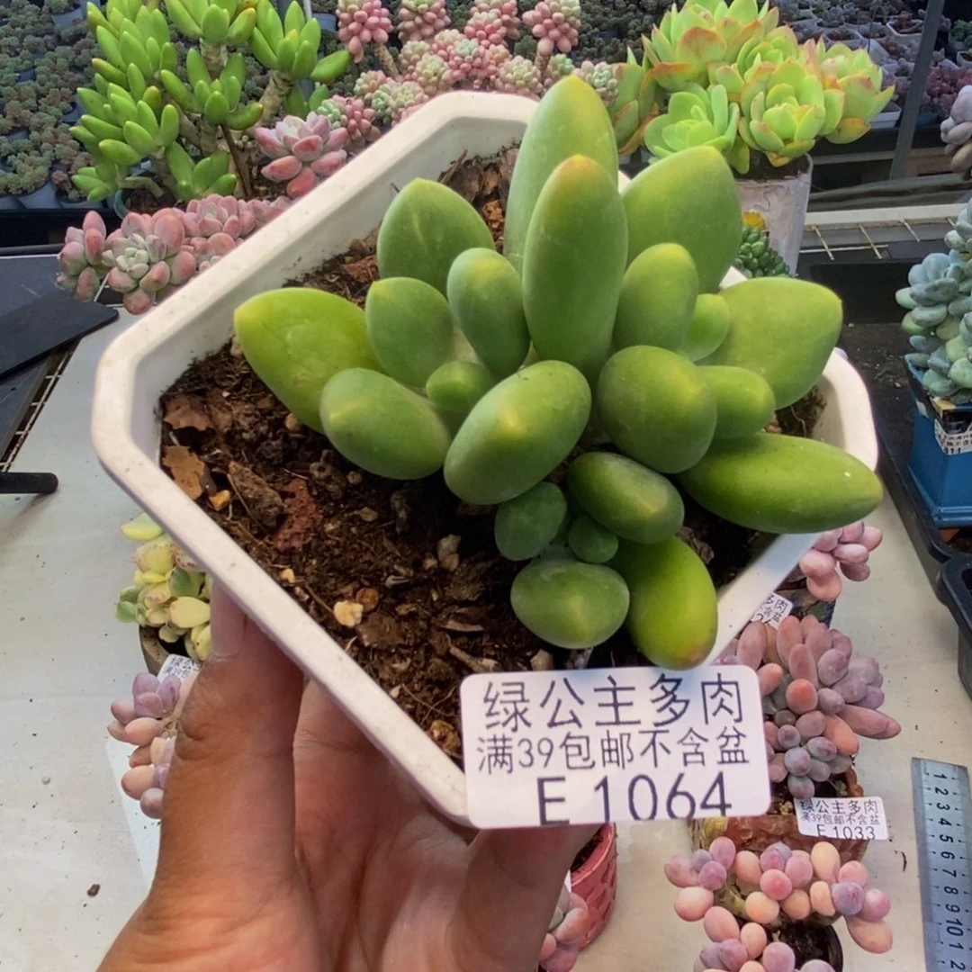 064芒果奶kk奶多肉7c m