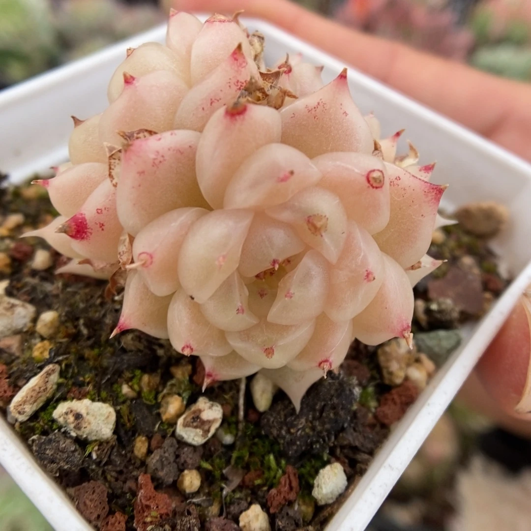 S***3麦秆5482号。