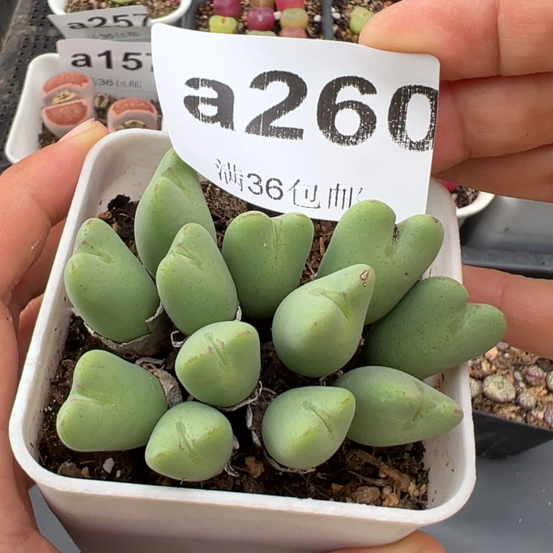 2.3好看的多肉a260