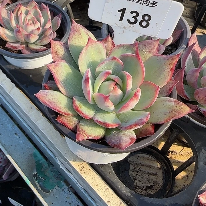 枕***家138 惊鸿仙子多肉植物