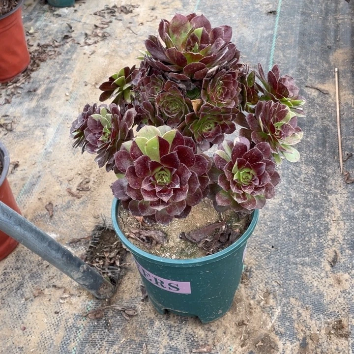 4黑法师多肉多肉多肉