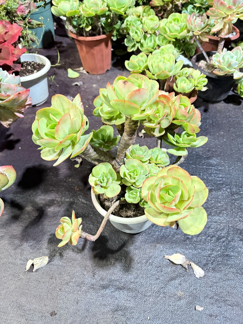 精品多肉   碧桃