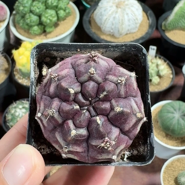 锦***.梦想仙人球423453