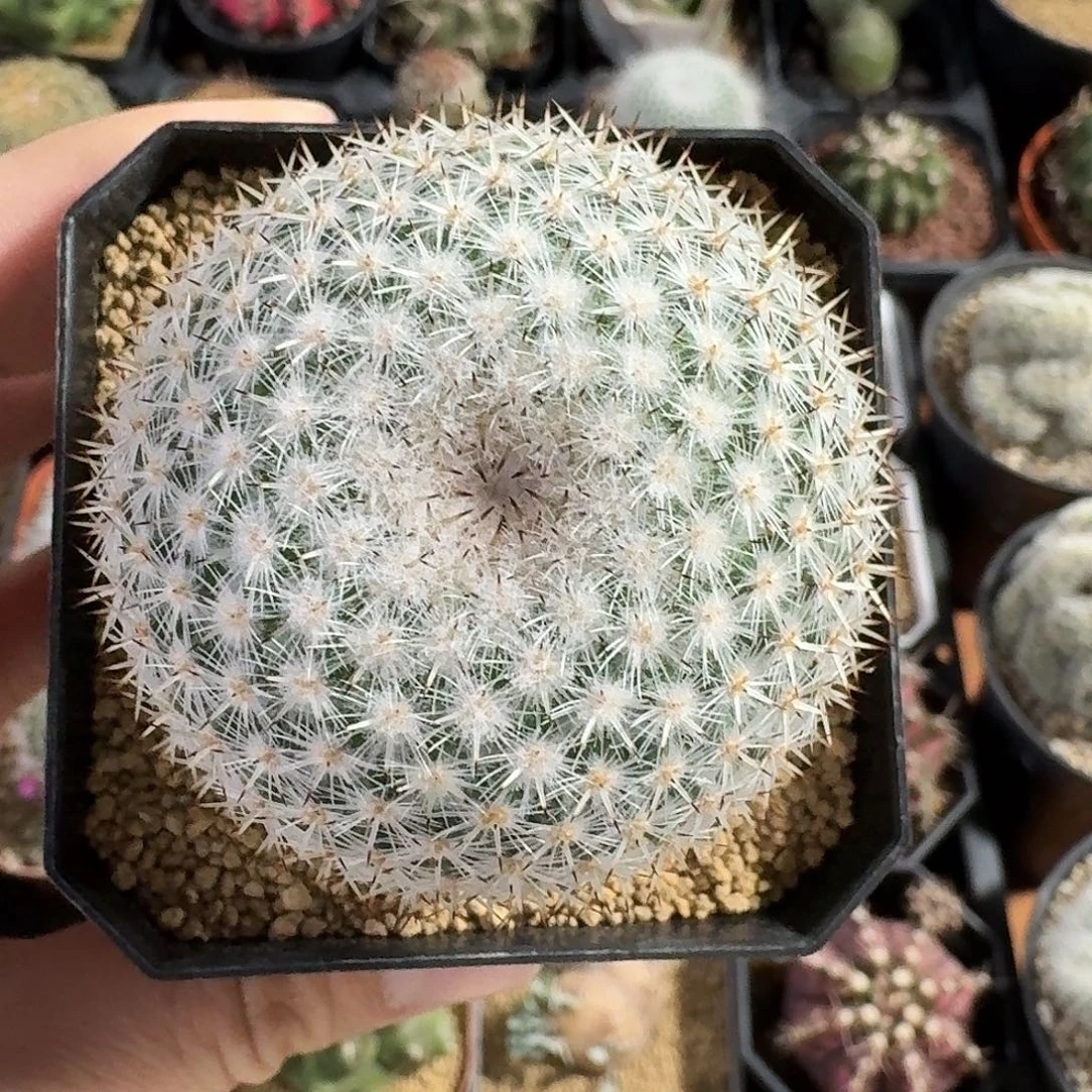 希望丸仙人球12345