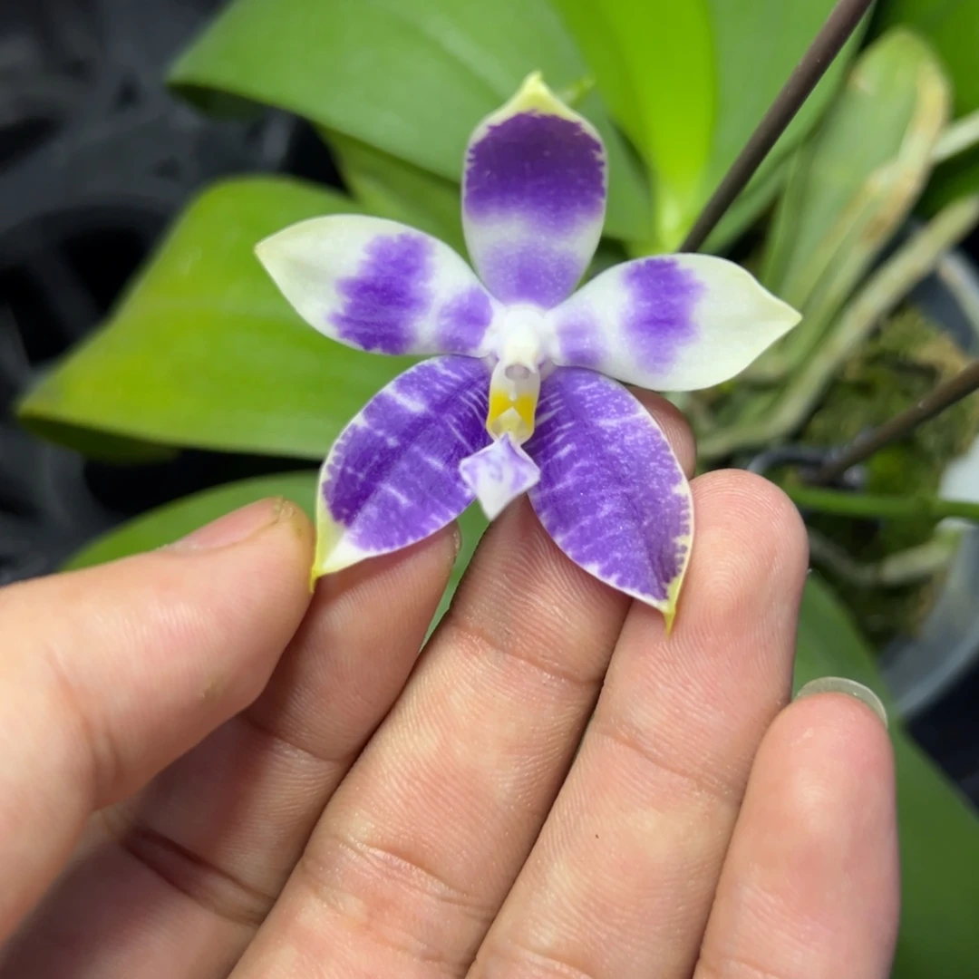 完全开放l709三寸ys1181