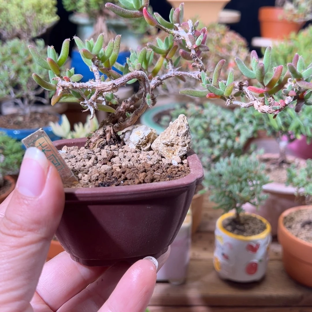 2号玉米老桩精致造型