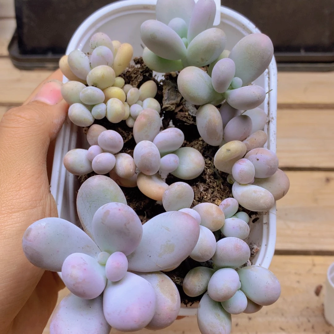 我要去看你了啊025