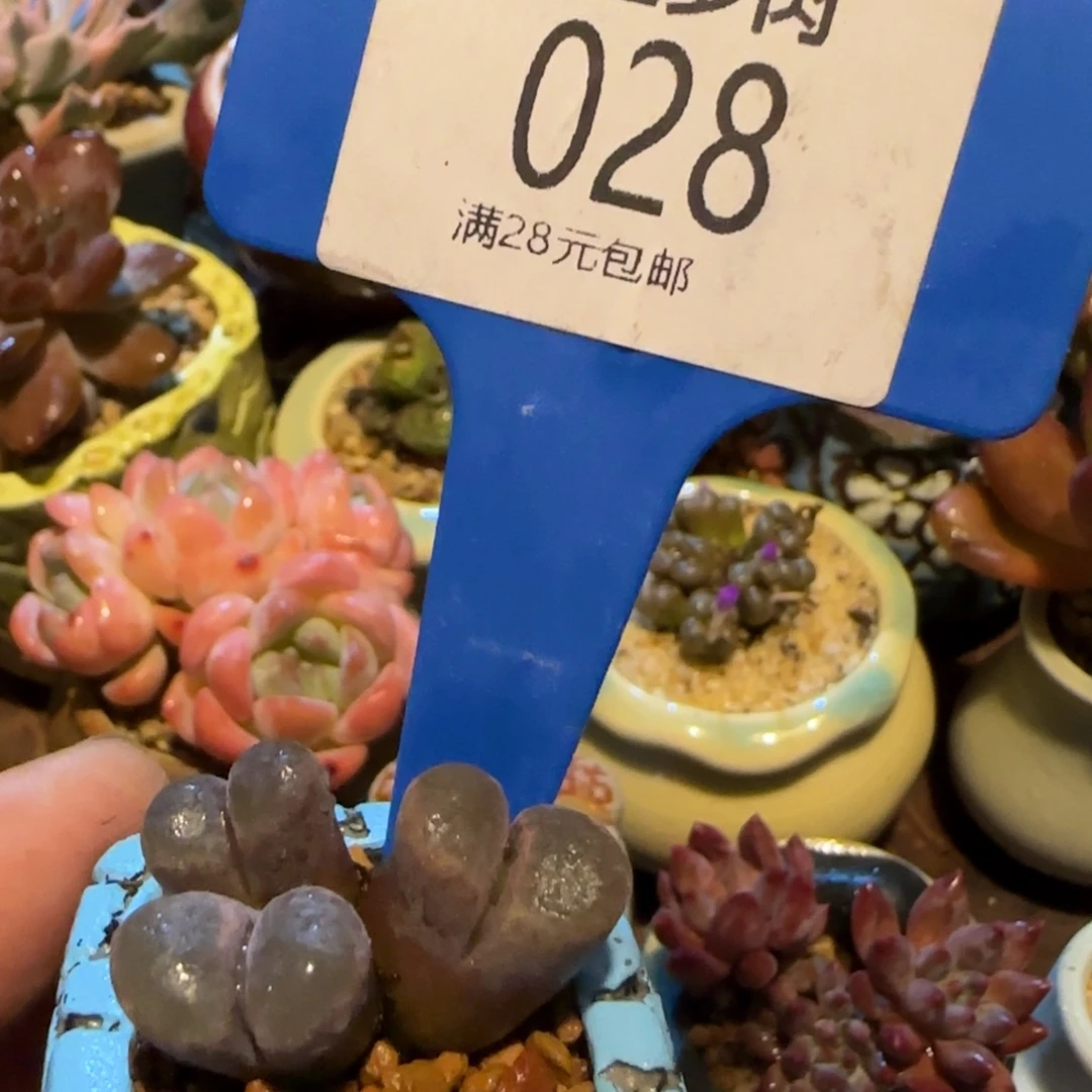 是***呀多肉植物风铃吸铁石穷