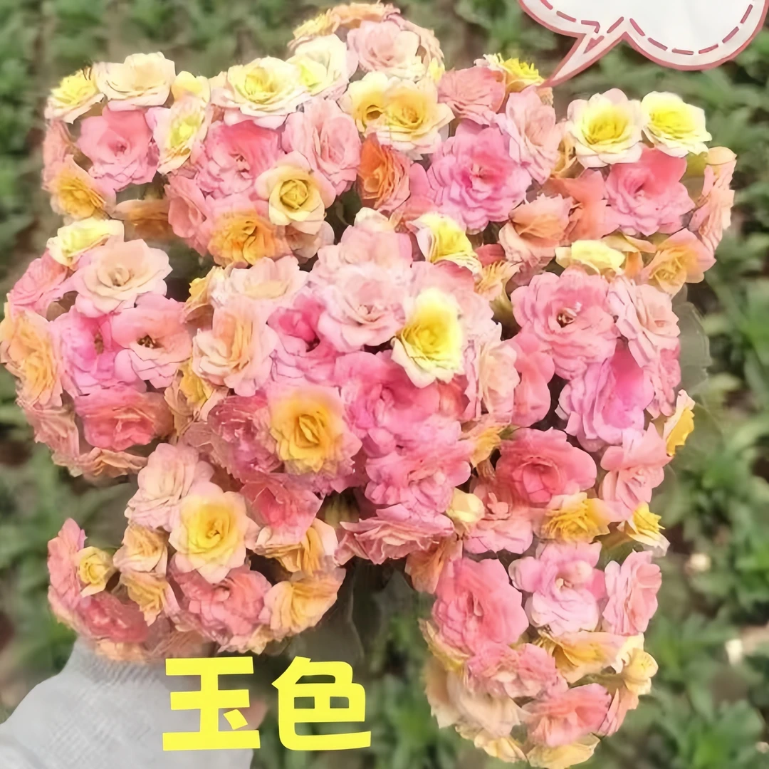 【玉色11cm盆】重瓣大花
