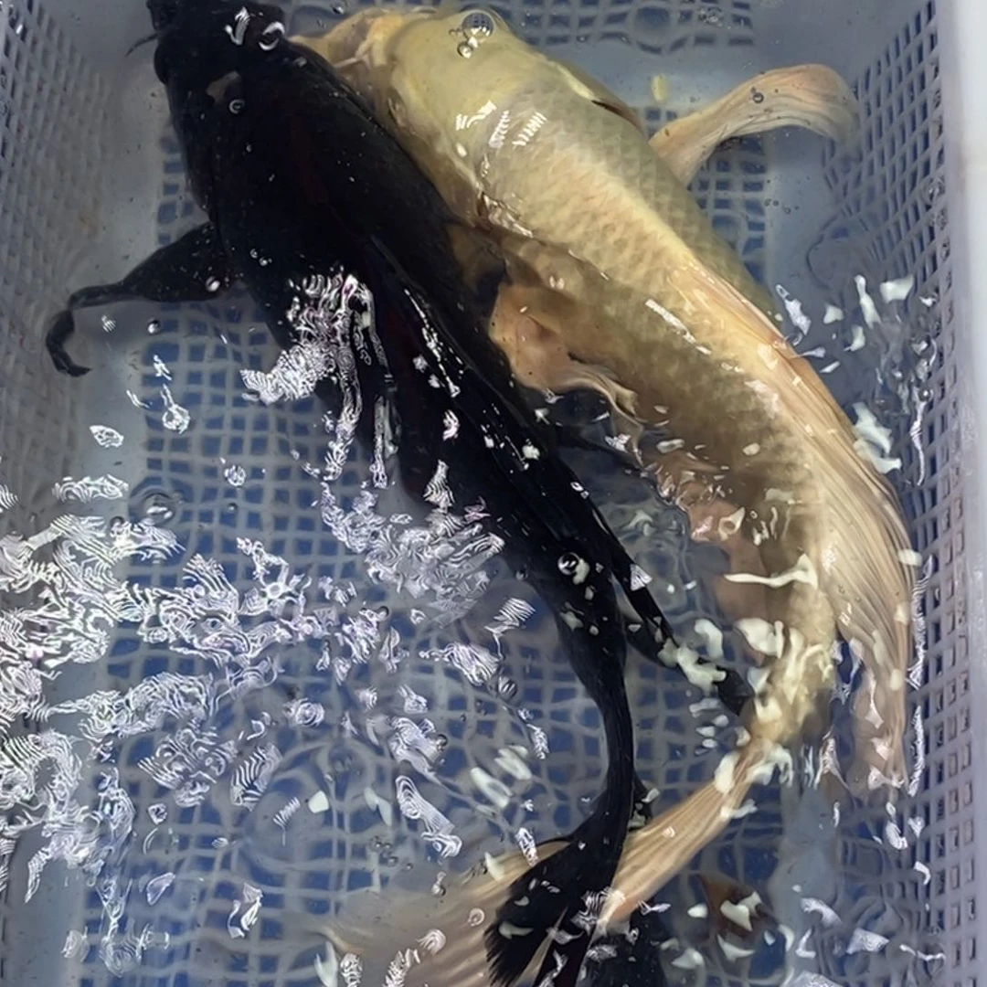 锦鲤冷水锦鲤包邮