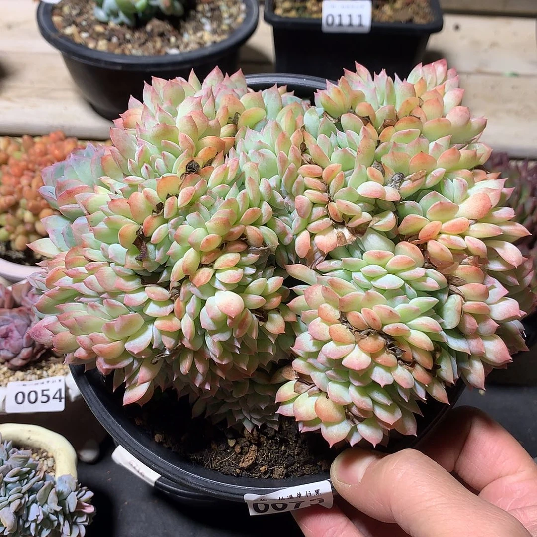 0075莎莎女王缀一颗17厘米