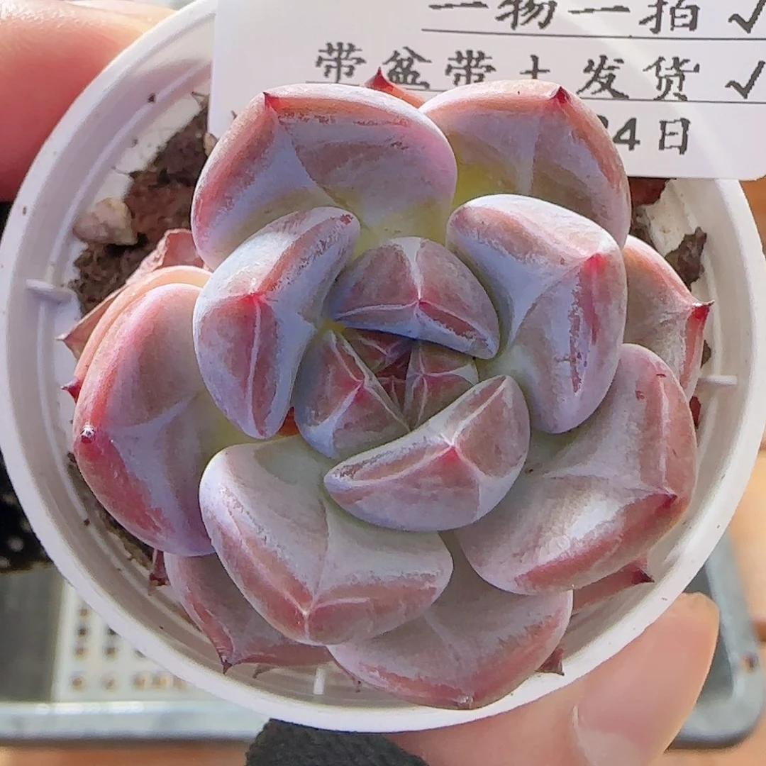 多肉0724-07暗纹暗纹