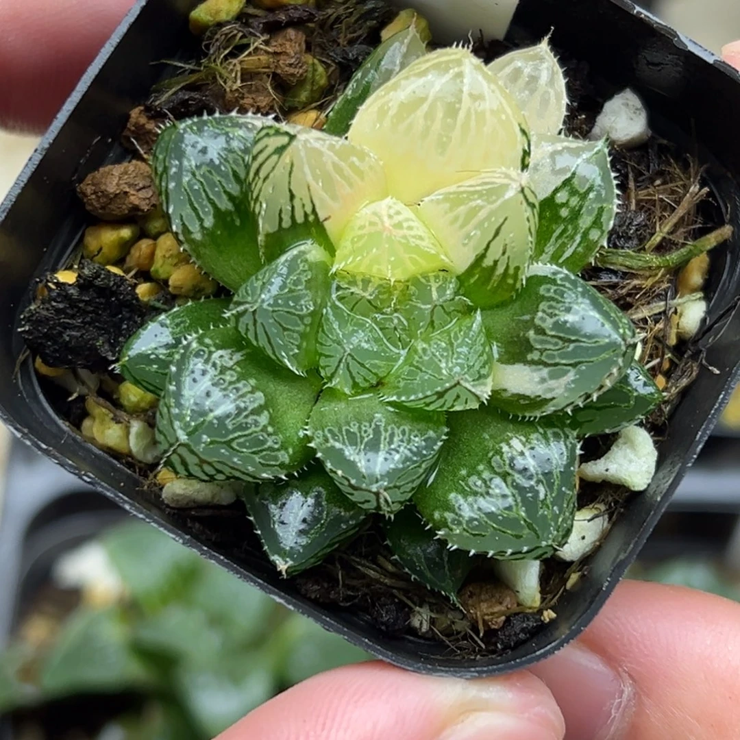 94大叶楼兰玉露锦一物一拍