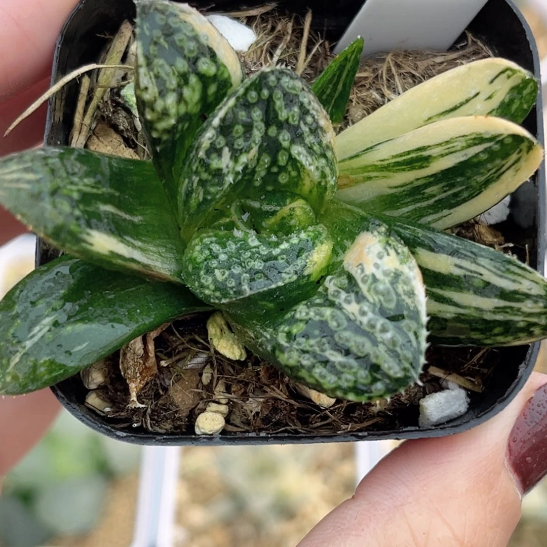 65紫禁城锦福利专场