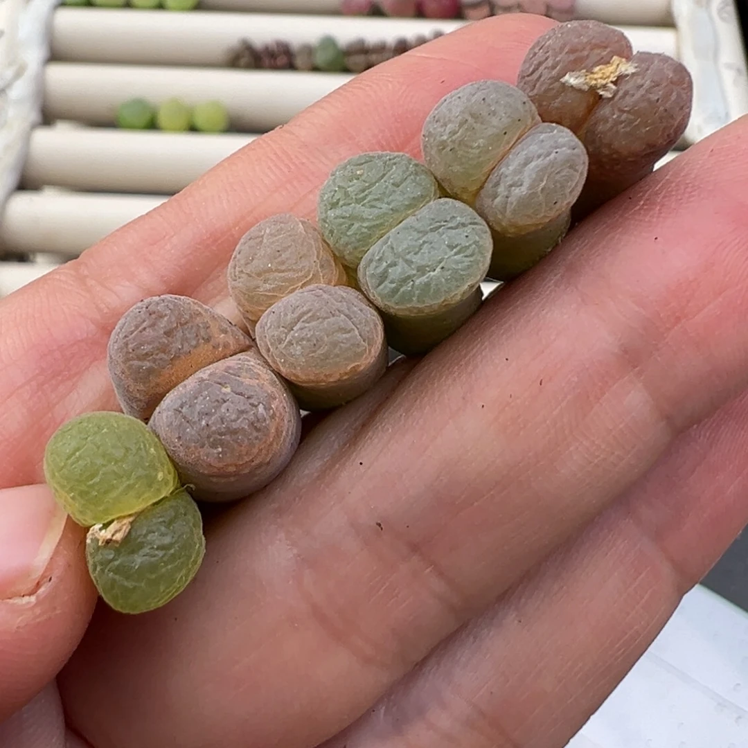 1.3好看的多肉脱土发货256