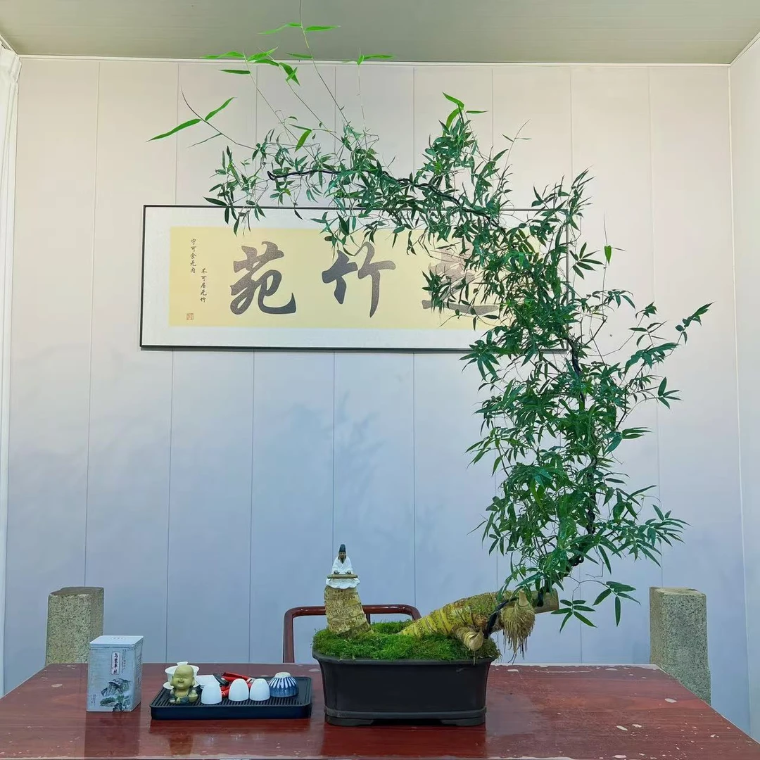 芝竹 老桩小叶簕竹盆景 室内办公室茶室公司会所唯美观赏禅意盆栽