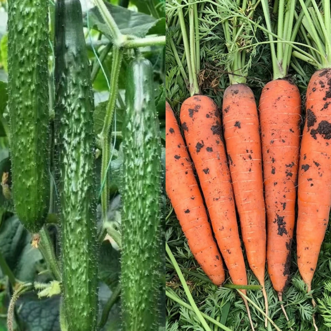 【双拼】胡萝卜黄瓜双拼净重5斤