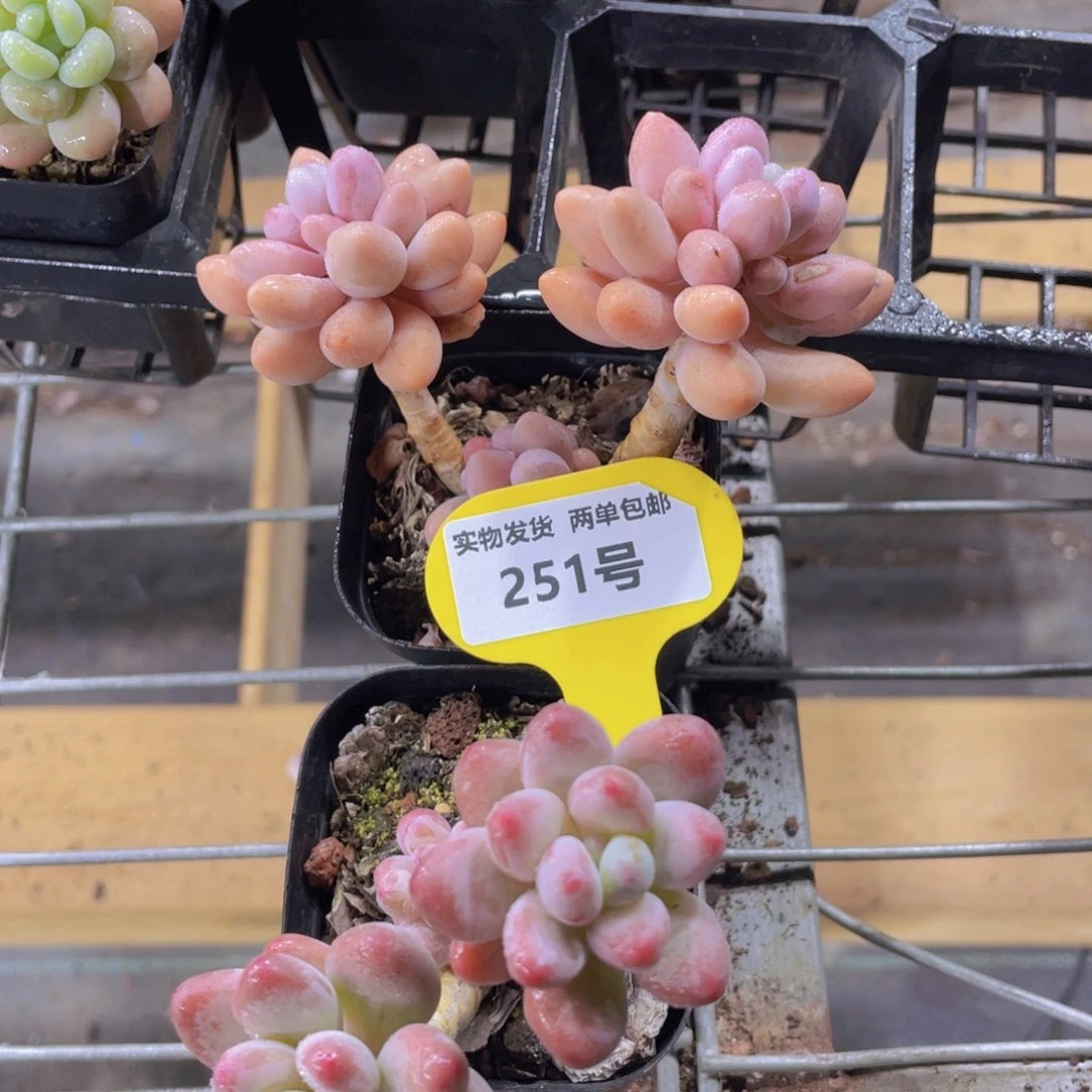 251号老桩汤圆加苹果奶酪