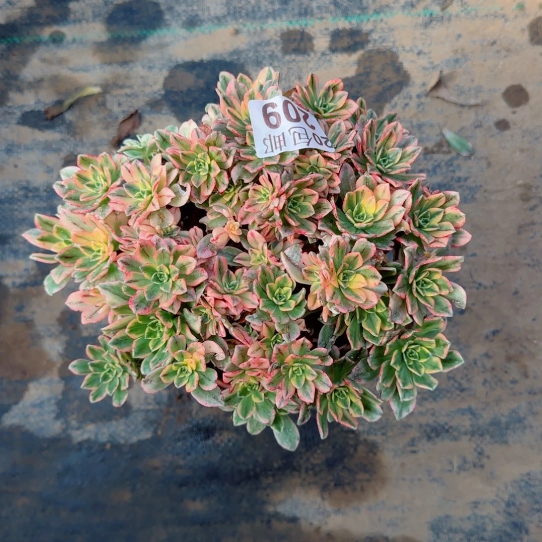 甜茶209满20包邮断枝不包