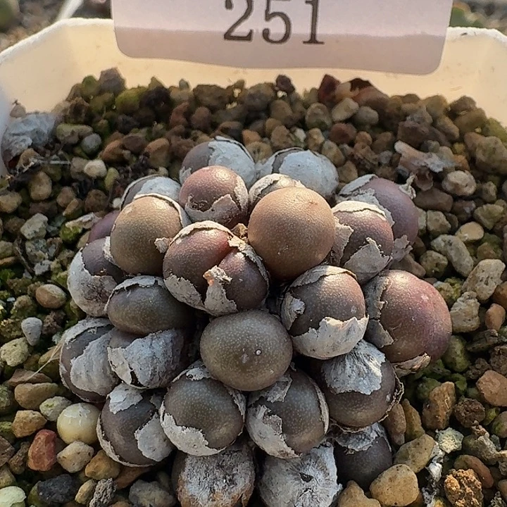 251 葡萄。  肉锥。