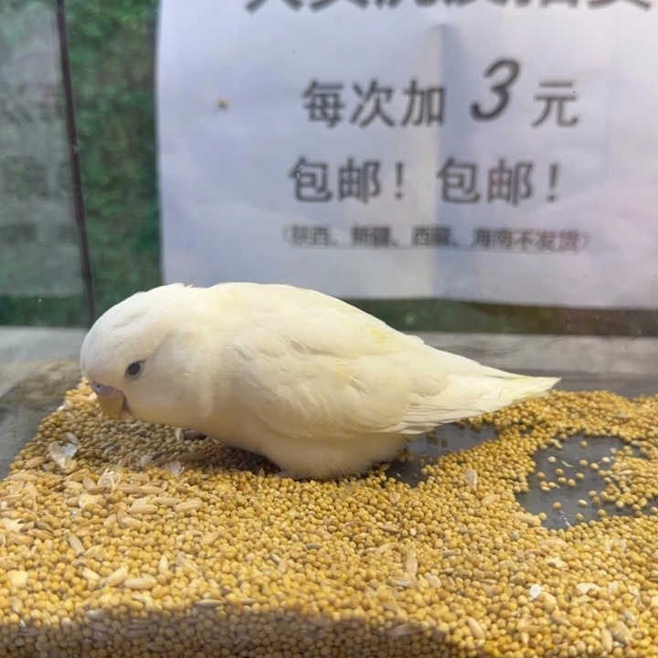 虎皮鹦鹉大头虎皮鹦鹉短尾