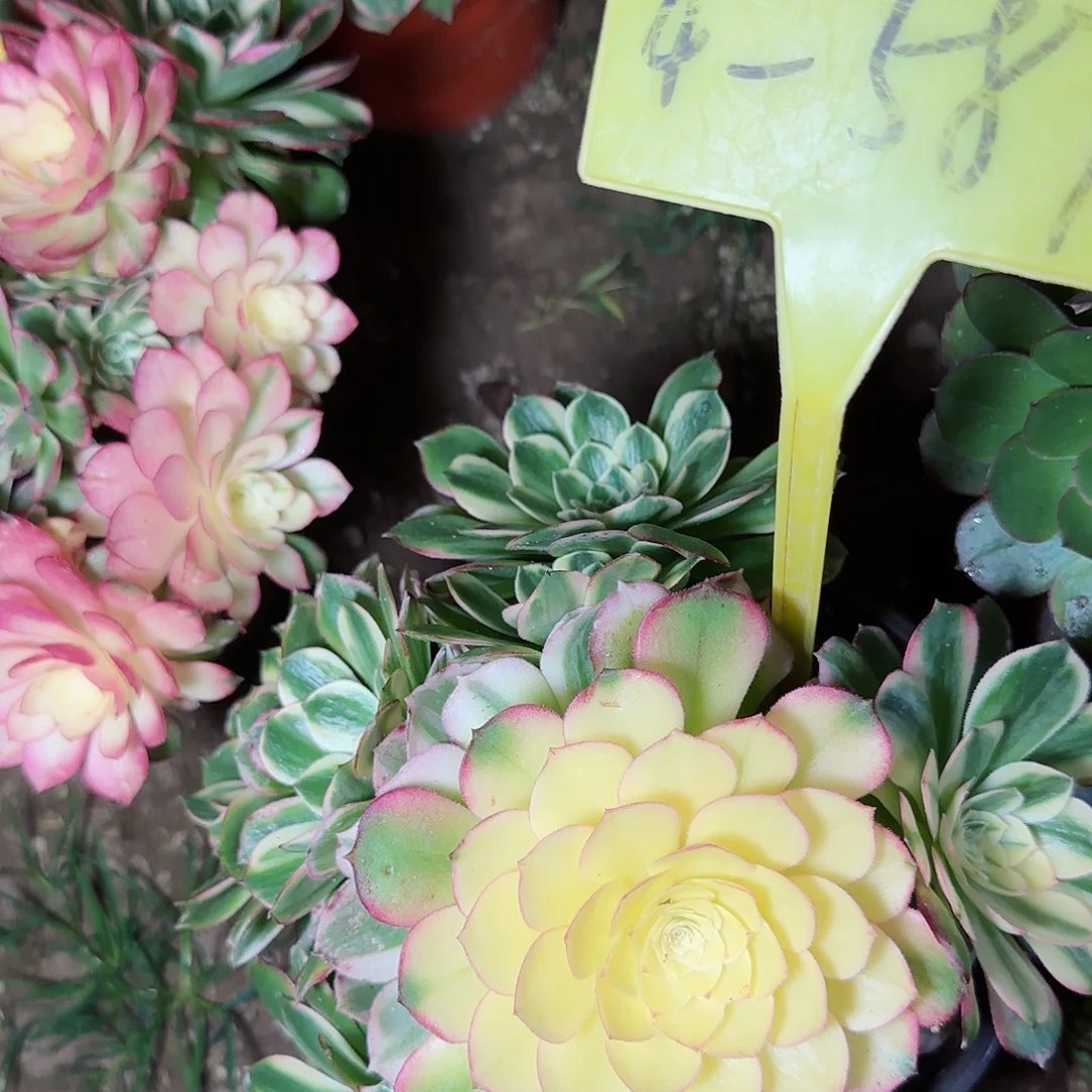 4-587+--多头多肉植物