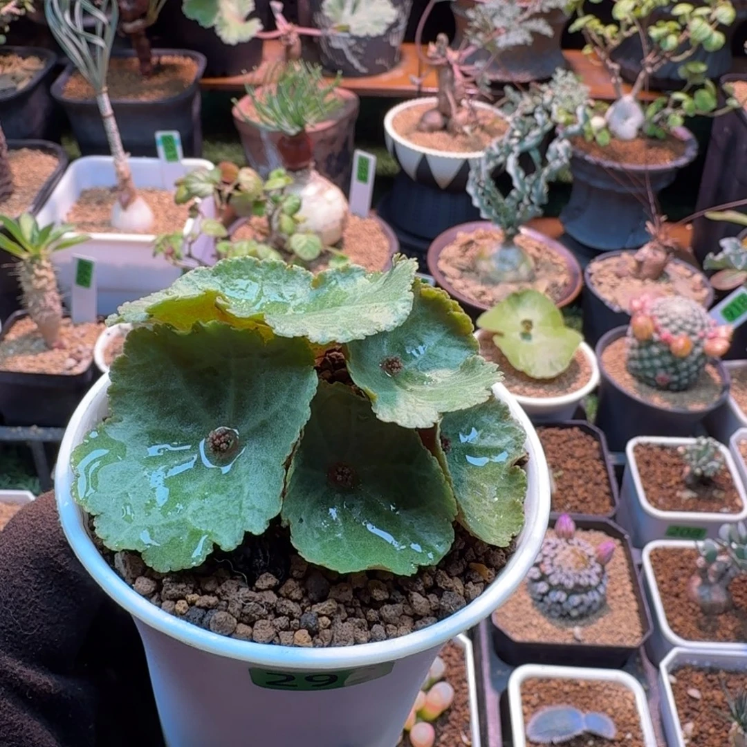 恩***啊雨伞加保温箱293 仙人球