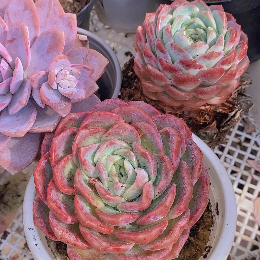 大单头老桩冰橙两盆