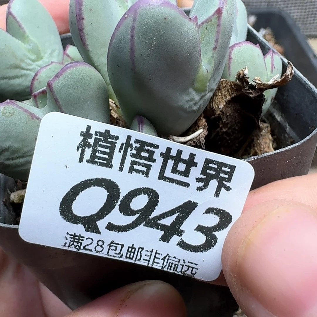 多肉植物的润泽地c