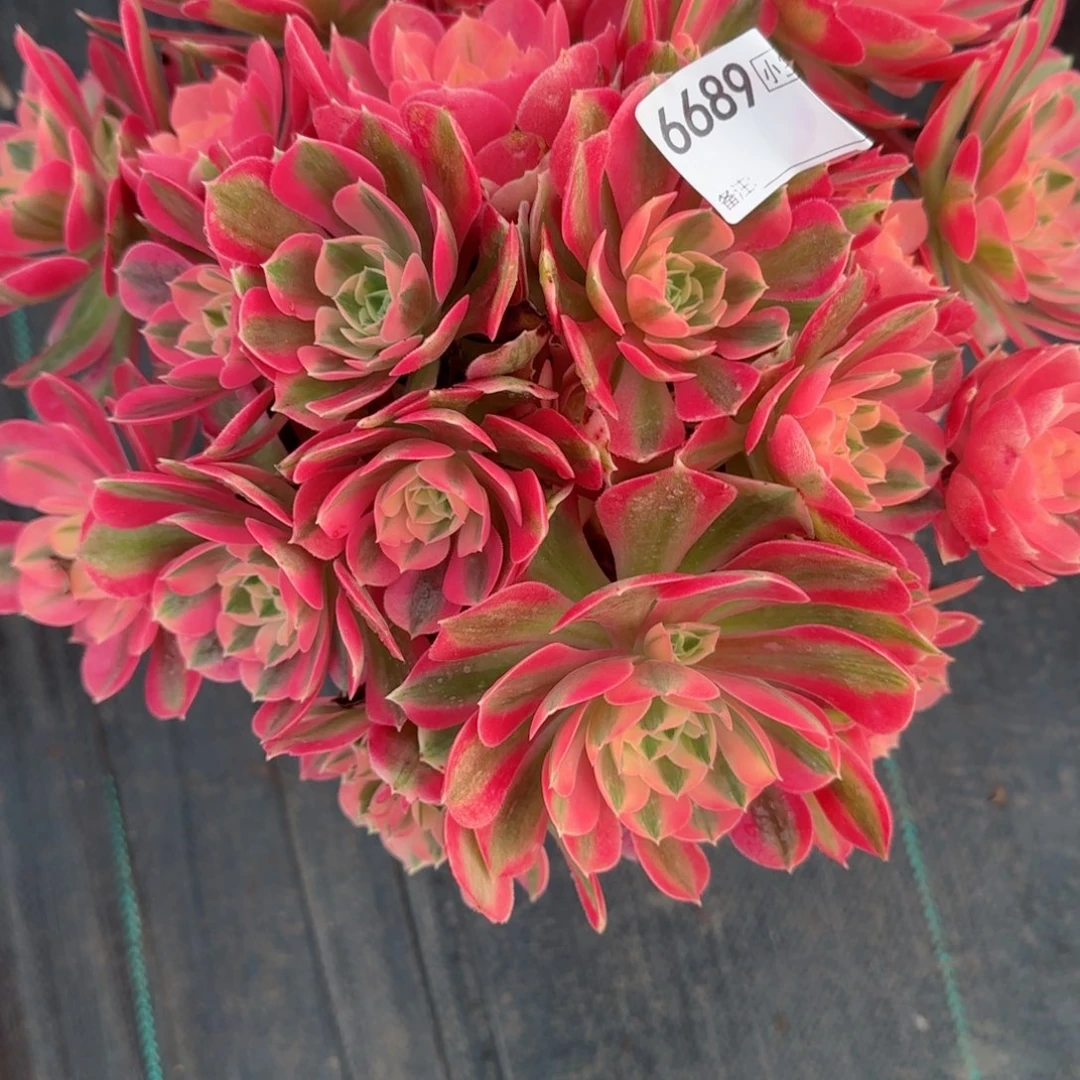 窈**女6689女巫多肉多肉