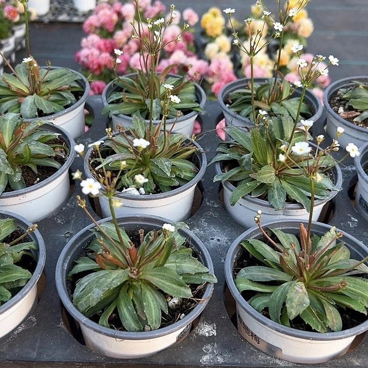 水晶抖音直播量怕点地梅