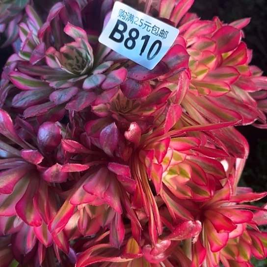 胜*多肉植物一个