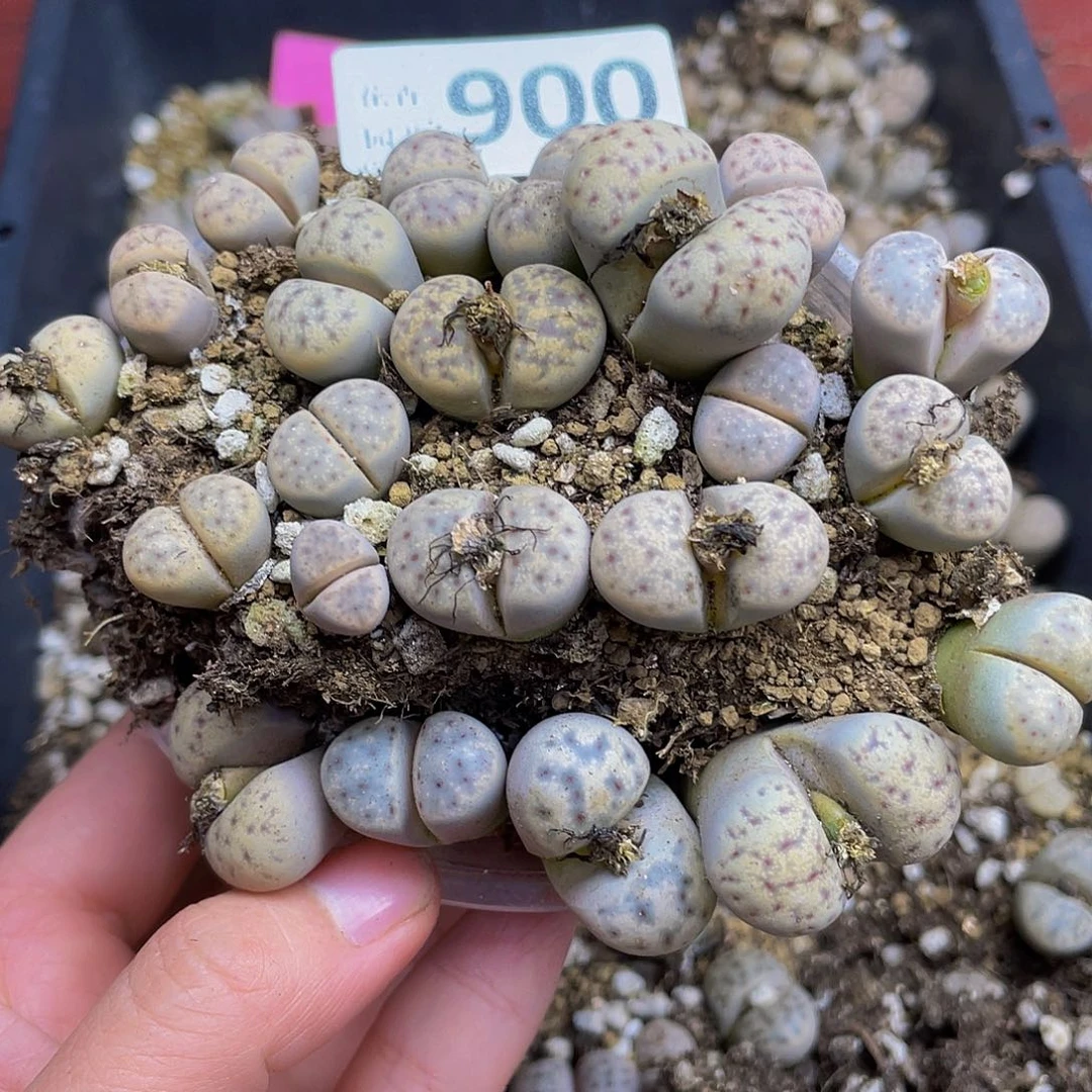 9000000花花花花花花花