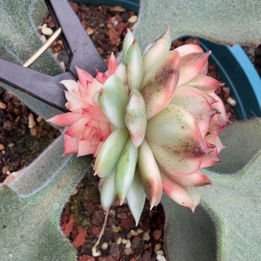 黑水晶锦腹轮锦一刻的