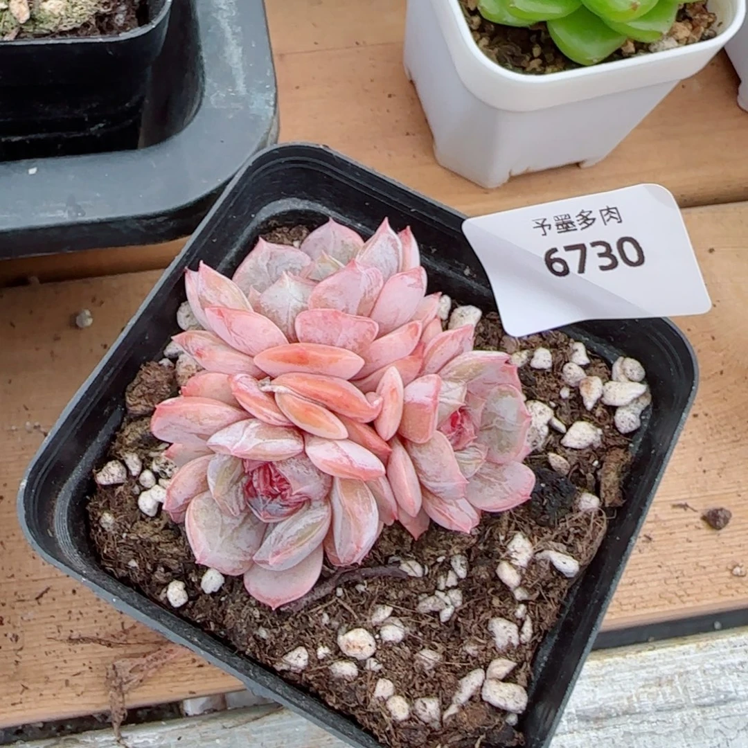 宫花，6730多肉植物
