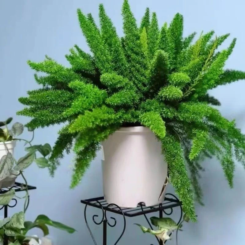 狐尾天门冬盆栽窗台阳台庭院耐热观叶植物四季常青多年生好养易活