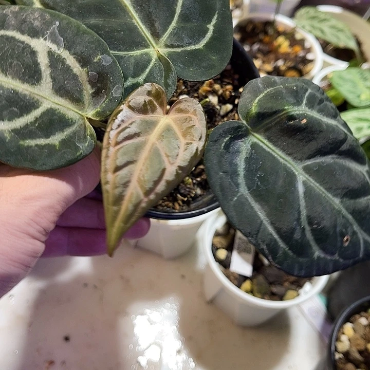完全开放卡拉红水晶