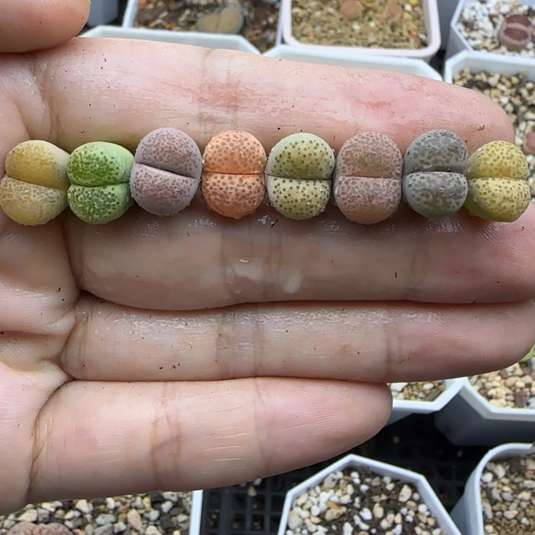 863彩色碧琉璃清框秒