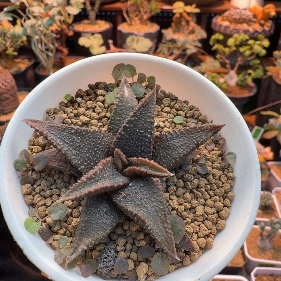 黑王寿693 仙人球