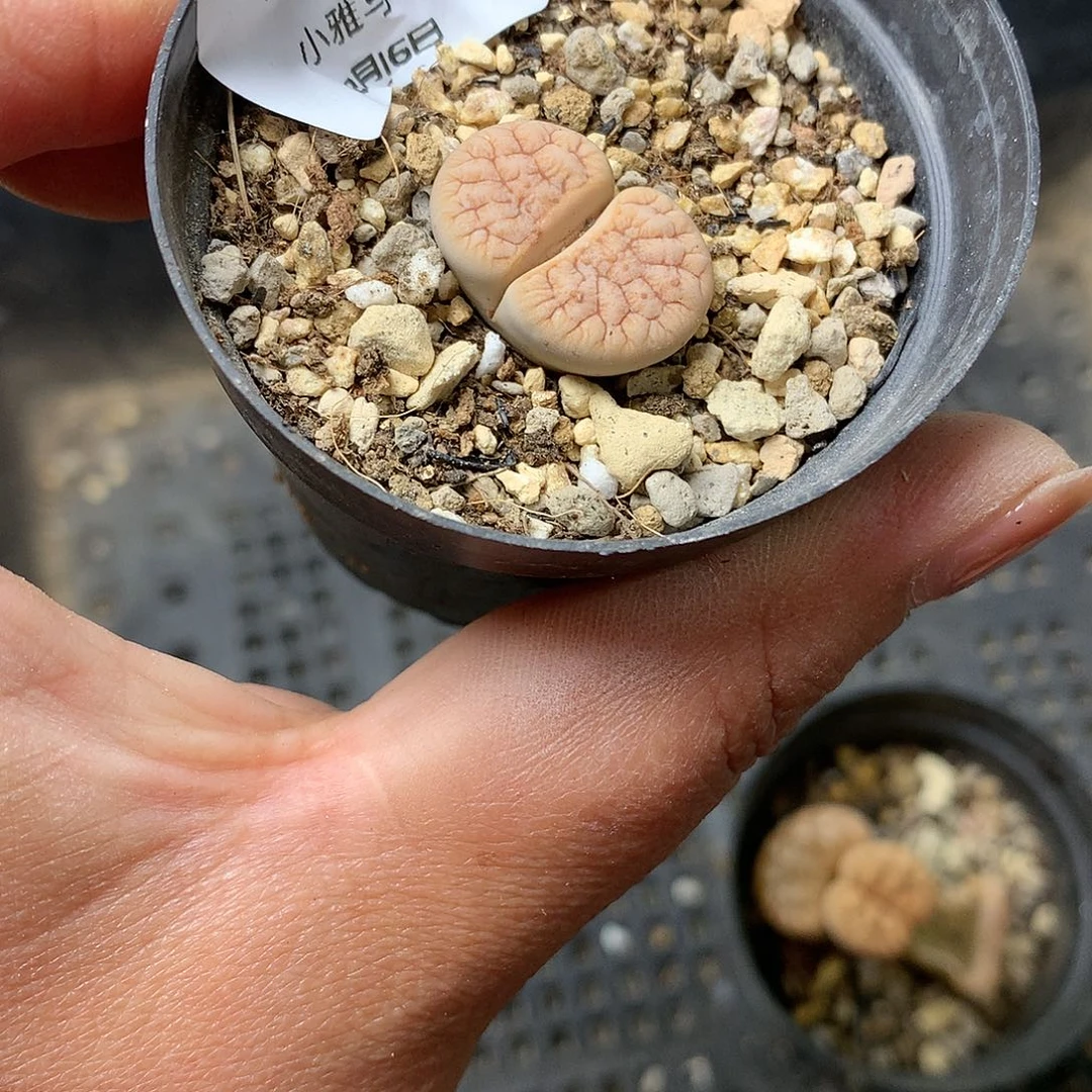 K725多肉植物保护研究所